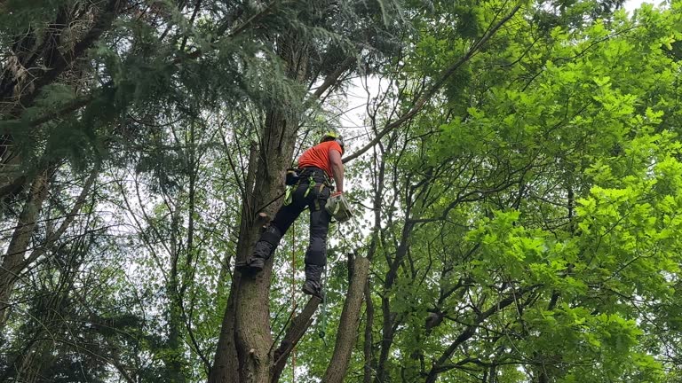 Best Tree Cabling and Bracing  in Cleveland, OH